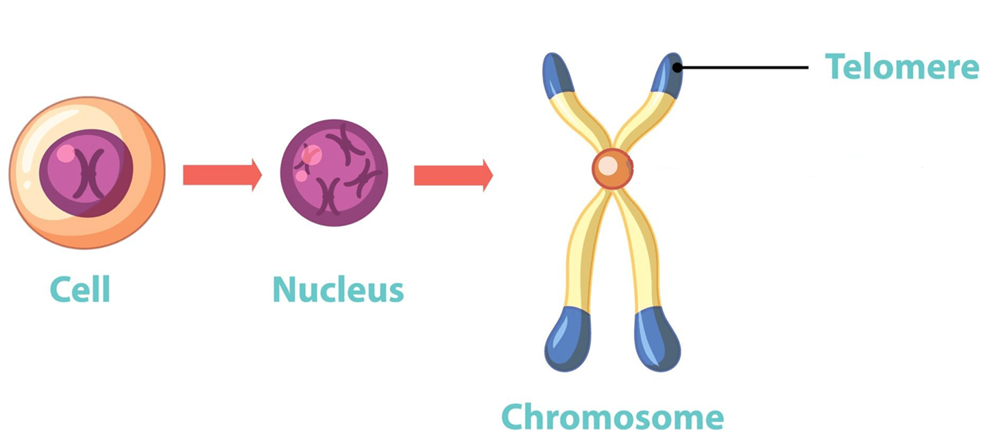 Diagram showing where telomeres are found: from the cell, to the nucleus, to the chromosome, with telomeres at the ends of the chromosome.